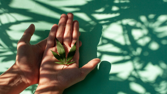 Legalizace konopí k rekreačním účelům je proti úmluvám, zaznělo ve sněmovně